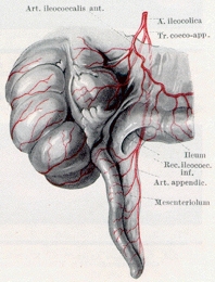 bild und text.1.blinddarm.anatomie